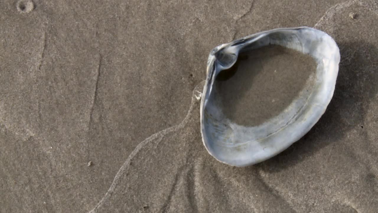 美国马里兰州黑水国家野生动物保护区海岸上的一只贝壳——特写视频下载