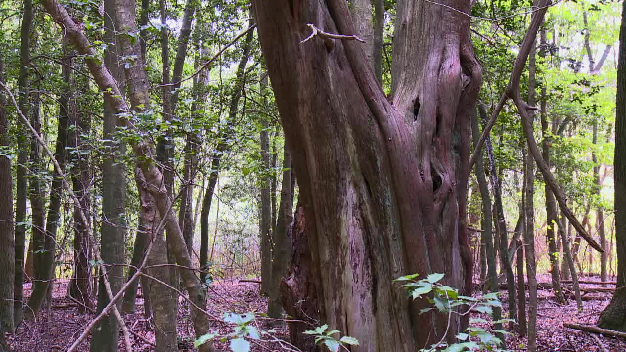 在美国马里兰州黑水国家野生动物保护区的林地里，一棵巨大的红杉树的茎视频下载