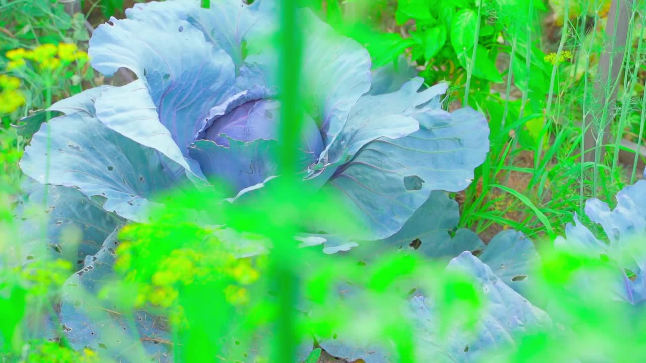 种植红卷心菜的家庭花园。密密麻麻的白菜头，流畅的镜头运动视频素材