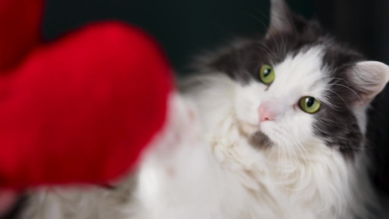 肥猫在玩装满猫薄荷的心形玩具视频下载