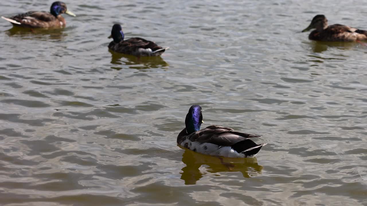 夏天湖上的野鸭视频下载