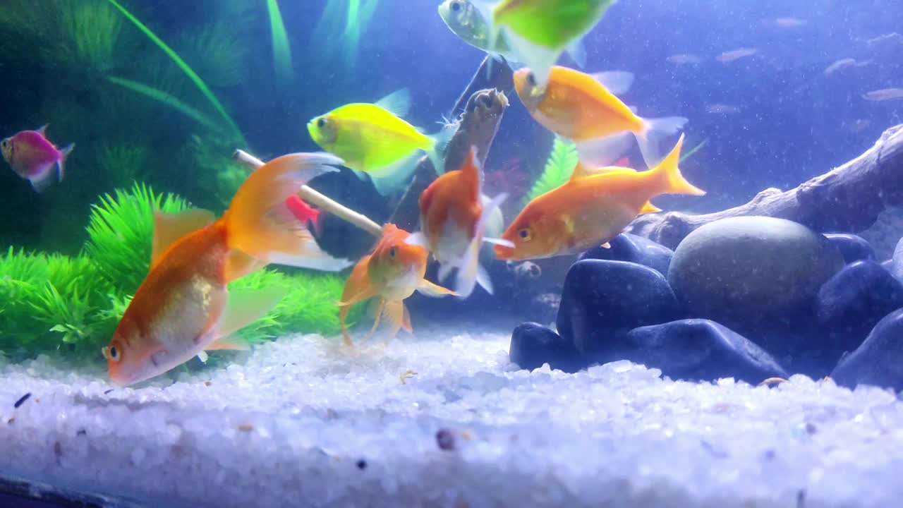 鱼缸里的金鱼视频下载