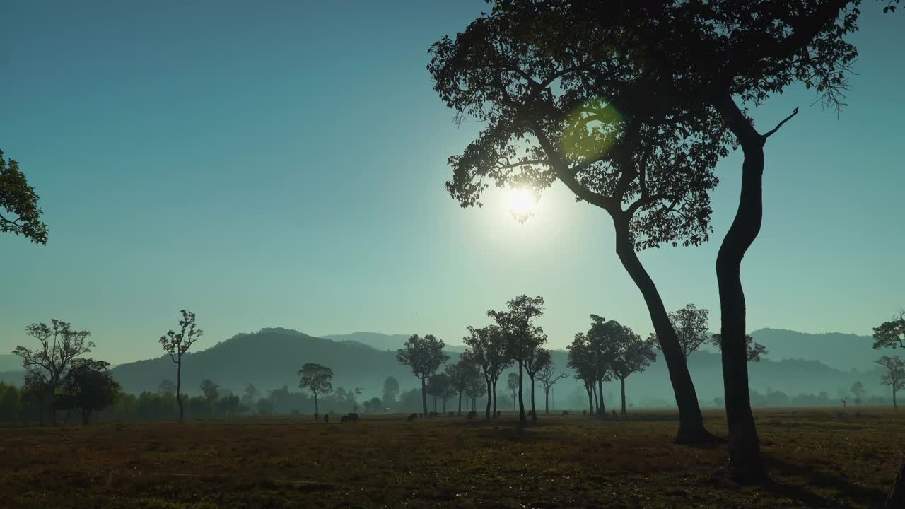 稻田里大树下的日出景色视频下载