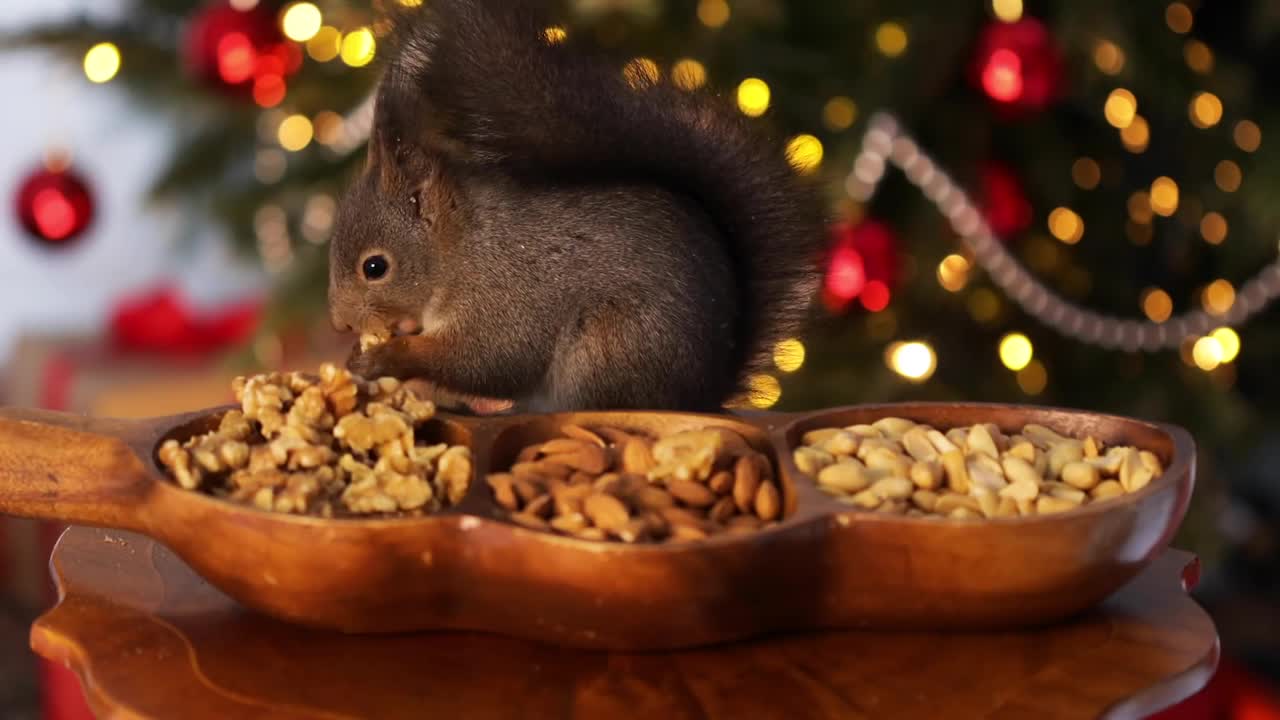 野生啮齿动物。北美寻常的。松鼠在啃坚果。新年和圣诞节。冬天的宠物视频下载