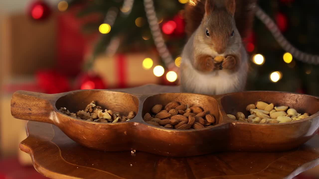 新年和圣诞节。野生啮齿动物。北美寻常的。松鼠在啃坚果。冬天的宠物视频下载