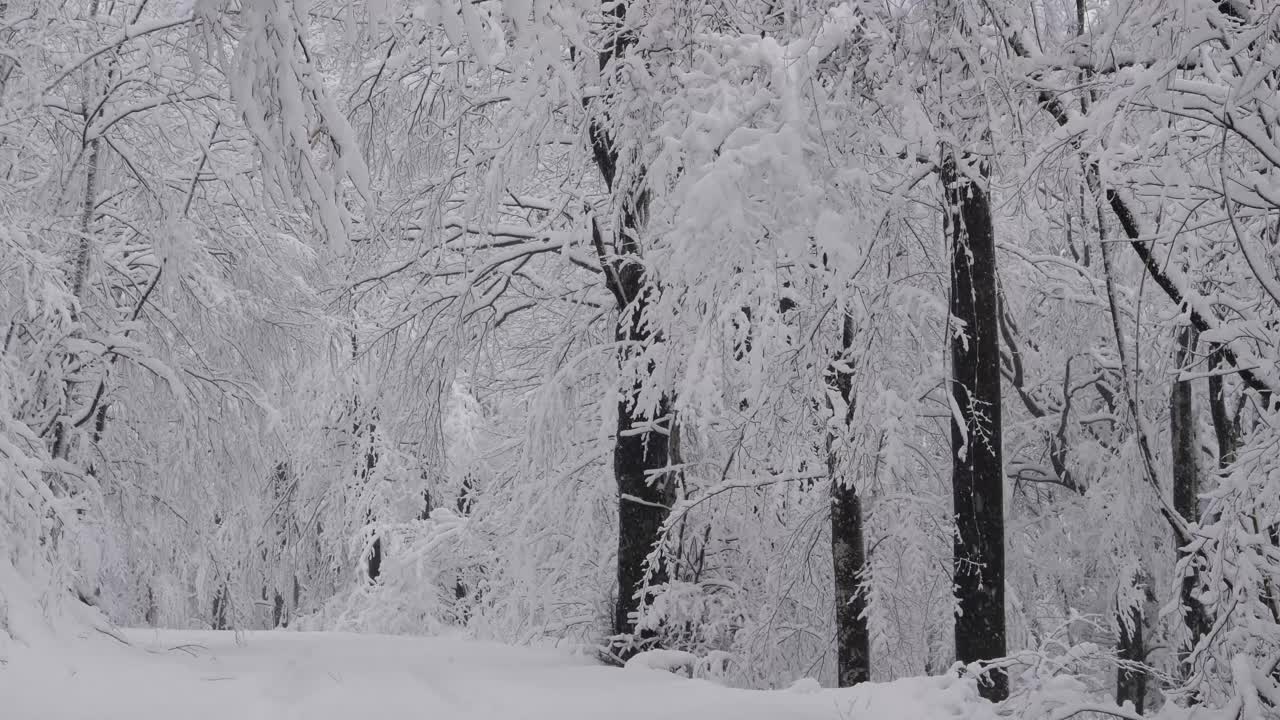 白雪覆盖着树木。降雪。冬季森林。在森林里散步。视频素材