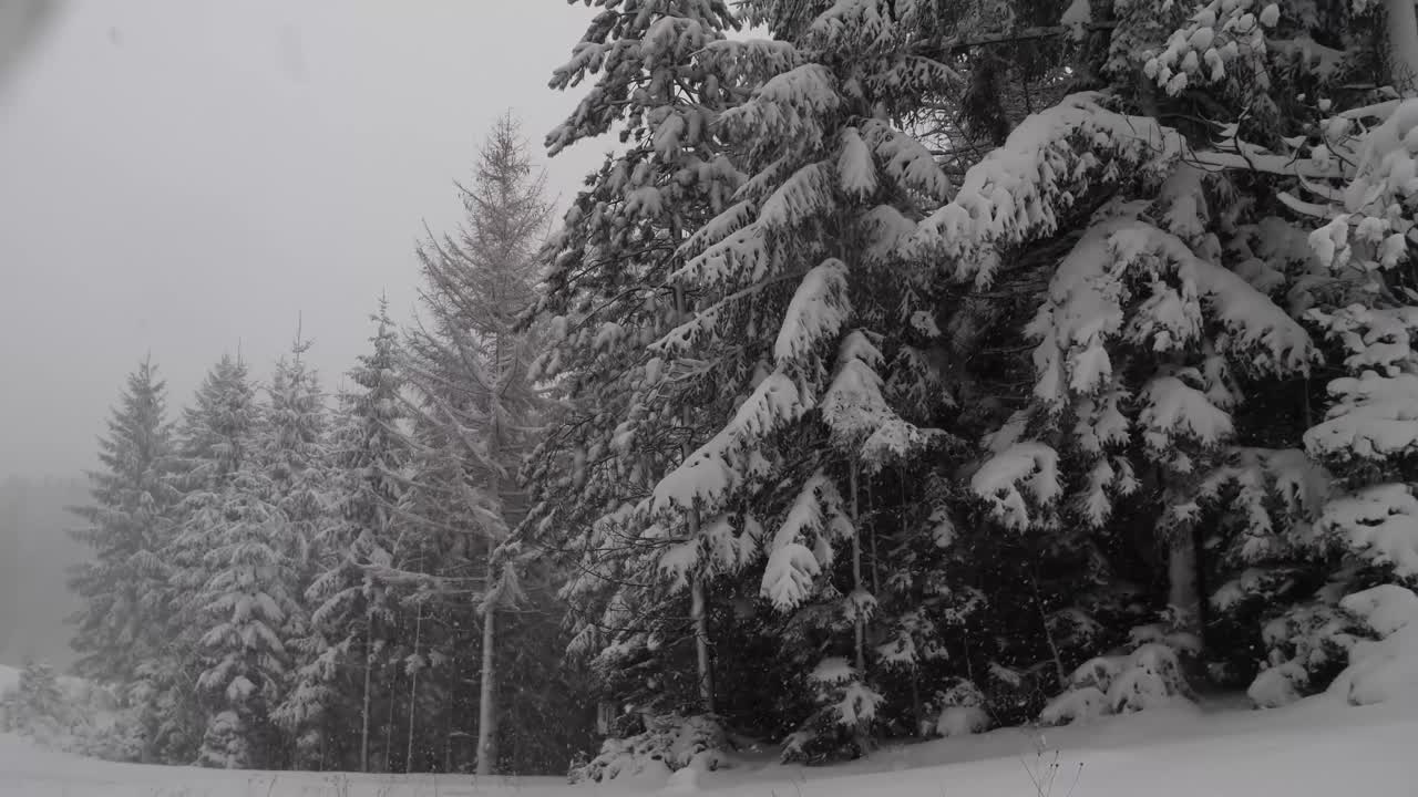 冬季森林降雪。白雪覆盖着树木。在森林里散步。视频素材