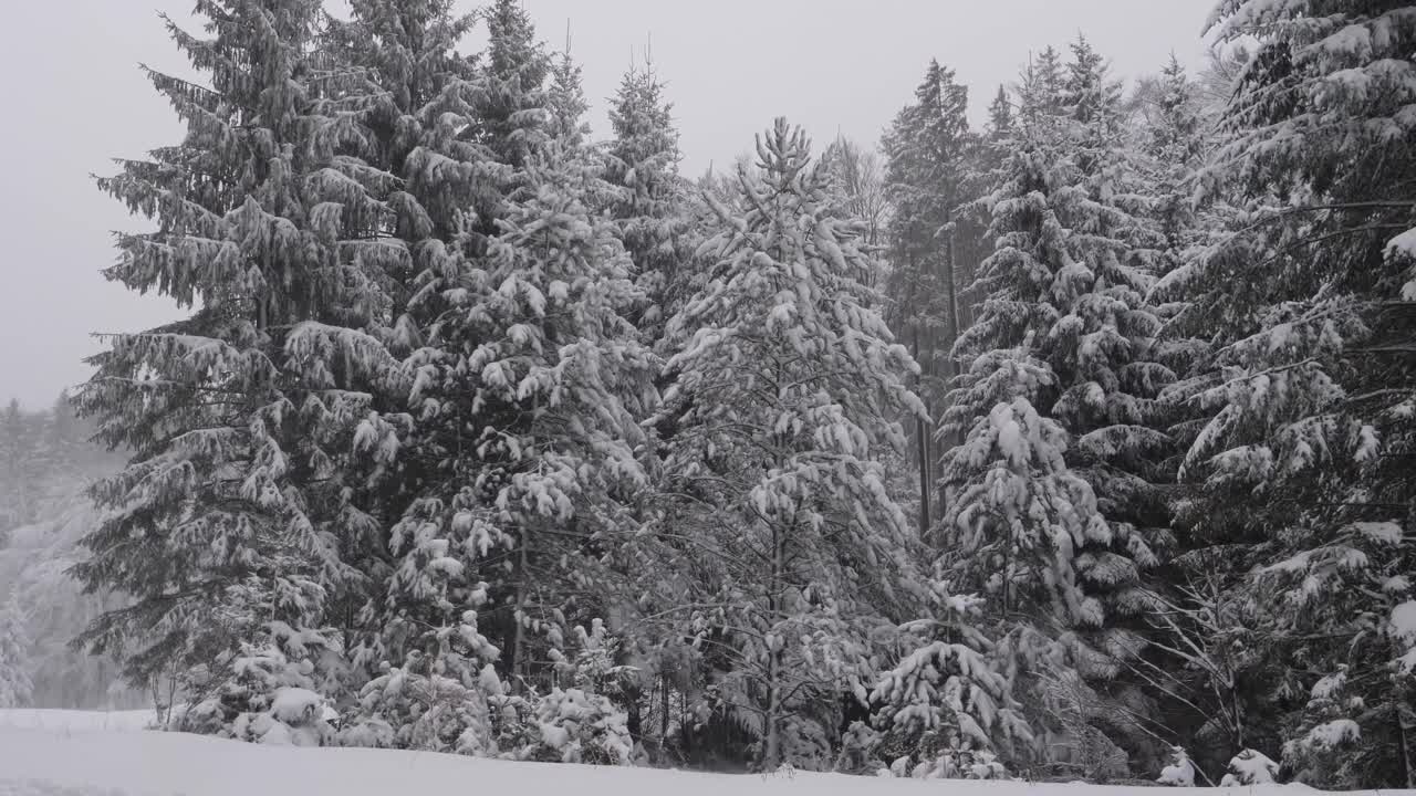 在森林里散步。降雪。冬季森林。白雪覆盖着树木。寒冷的冬天。视频素材