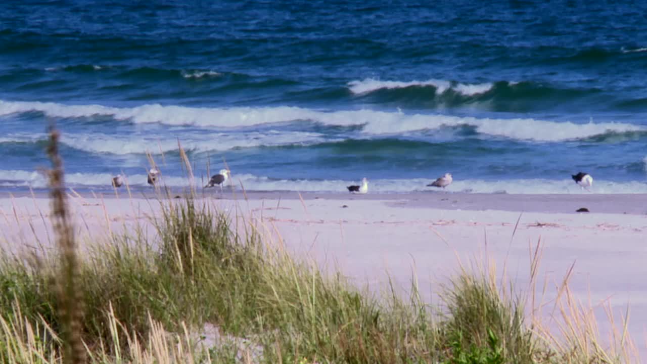 在马里兰州坎布里奇附近的黑水国家野生动物保护区，海鸥在海浪的冲击下上岸。静态的照片视频下载