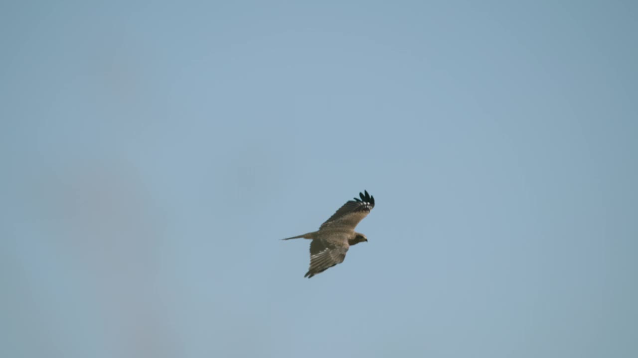 小鸟在蓝天中翱翔，然后拍打翅膀，慢动作，广角镜头视频下载