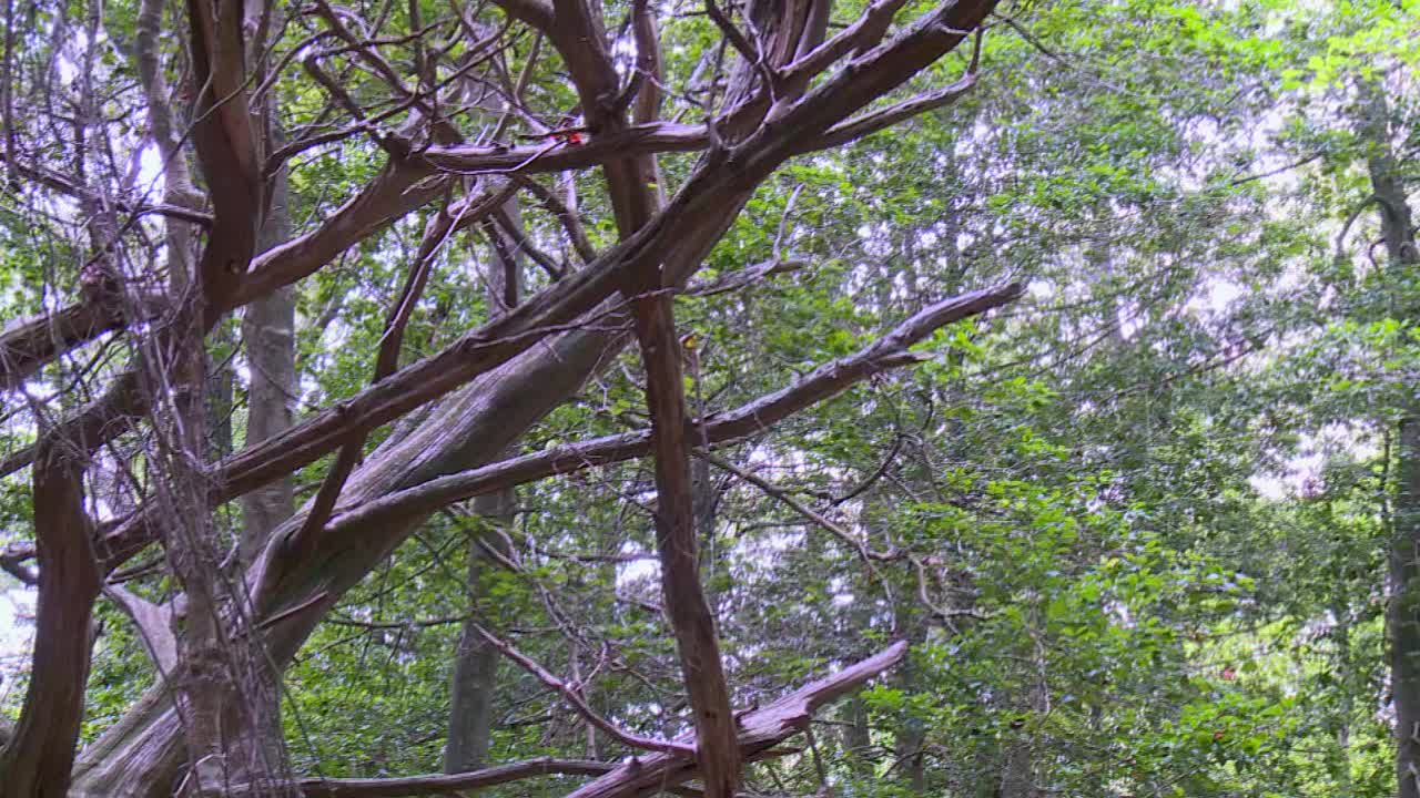 在马里兰州黑水国家野生动物保护区，有干树皮和干树枝的古树。近距离视频下载