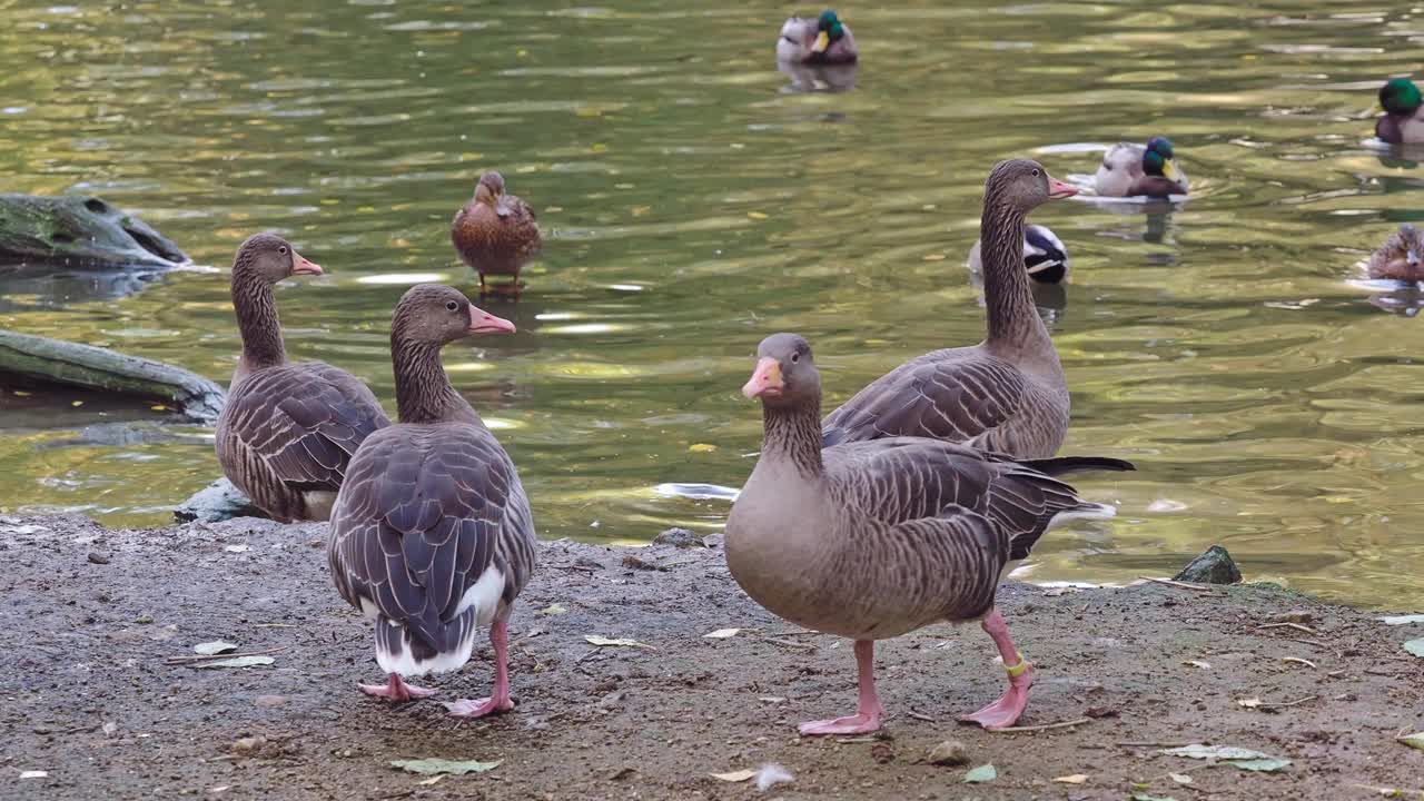 一群鸭子、鹅和一只白鹈鹕在池塘里游泳。湖视频下载
