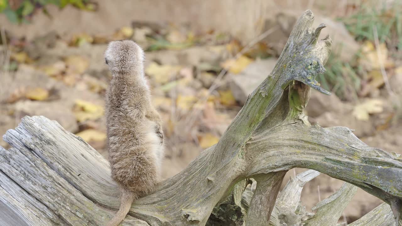 苏里卡塔站在警卫上。好奇的猫鼬(Suricata suricatta)。视频下载