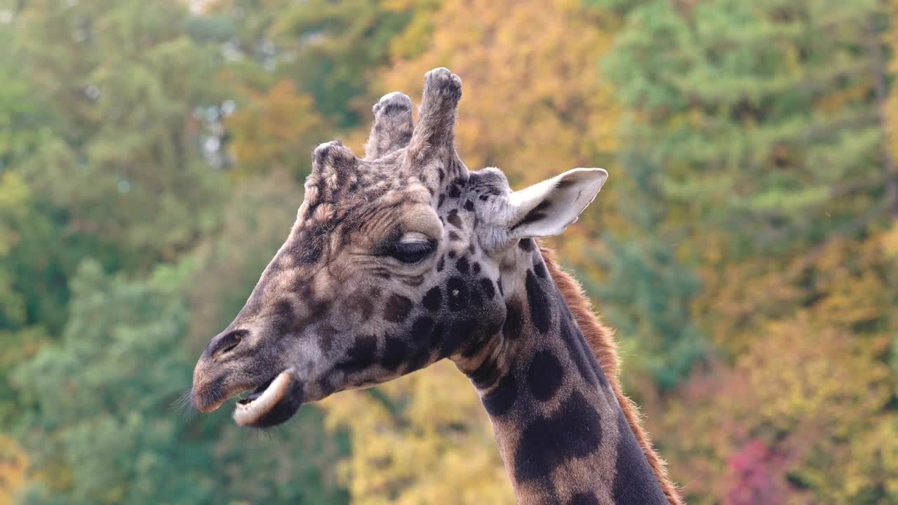 网纹长颈鹿，也被称为索马里长颈鹿，背景是秋天的森林视频下载