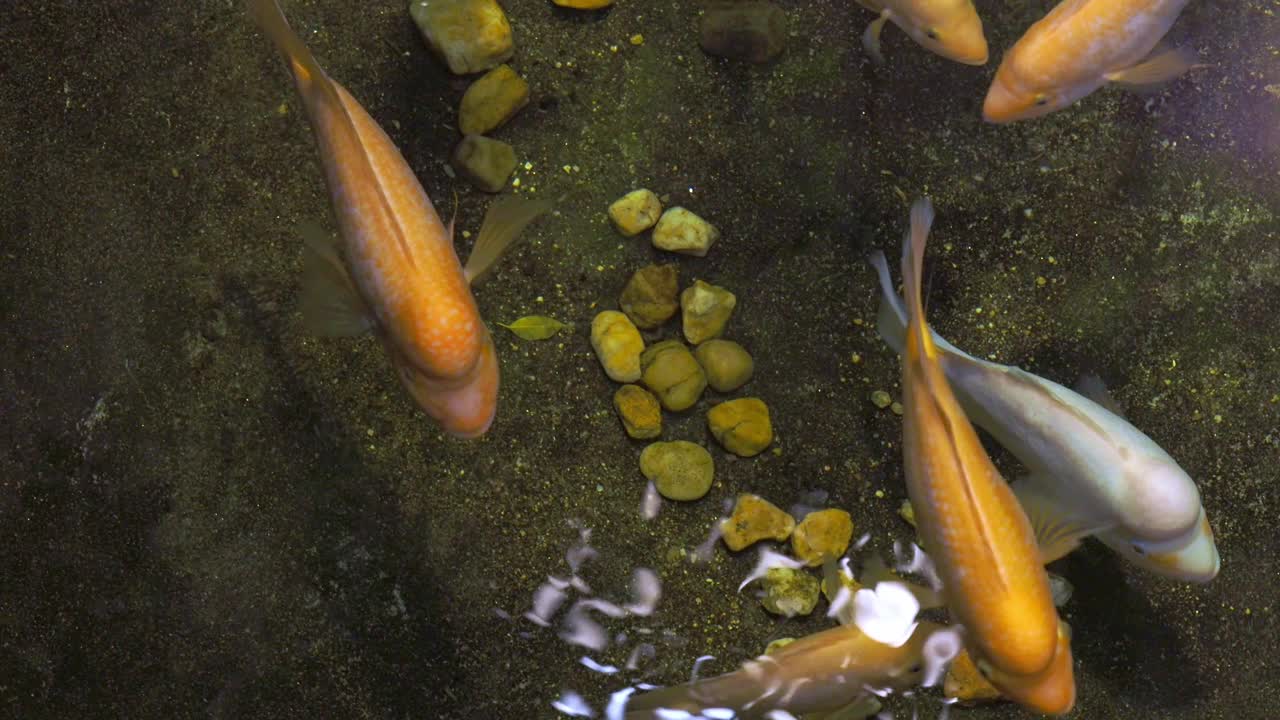 米达斯慈鲷，异国水族馆里的热带鱼。黄颡鱼观视频下载