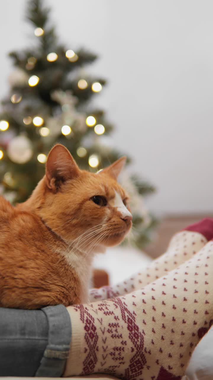 圣诞节期间，这只猫在主人的脚上休息，在冬天的夜晚营造出一种舒适和宁静的氛围。垂直视频。一只站起来的猫表达了温柔和爱，让节日气氛变得异常温暖和独特。视频购买