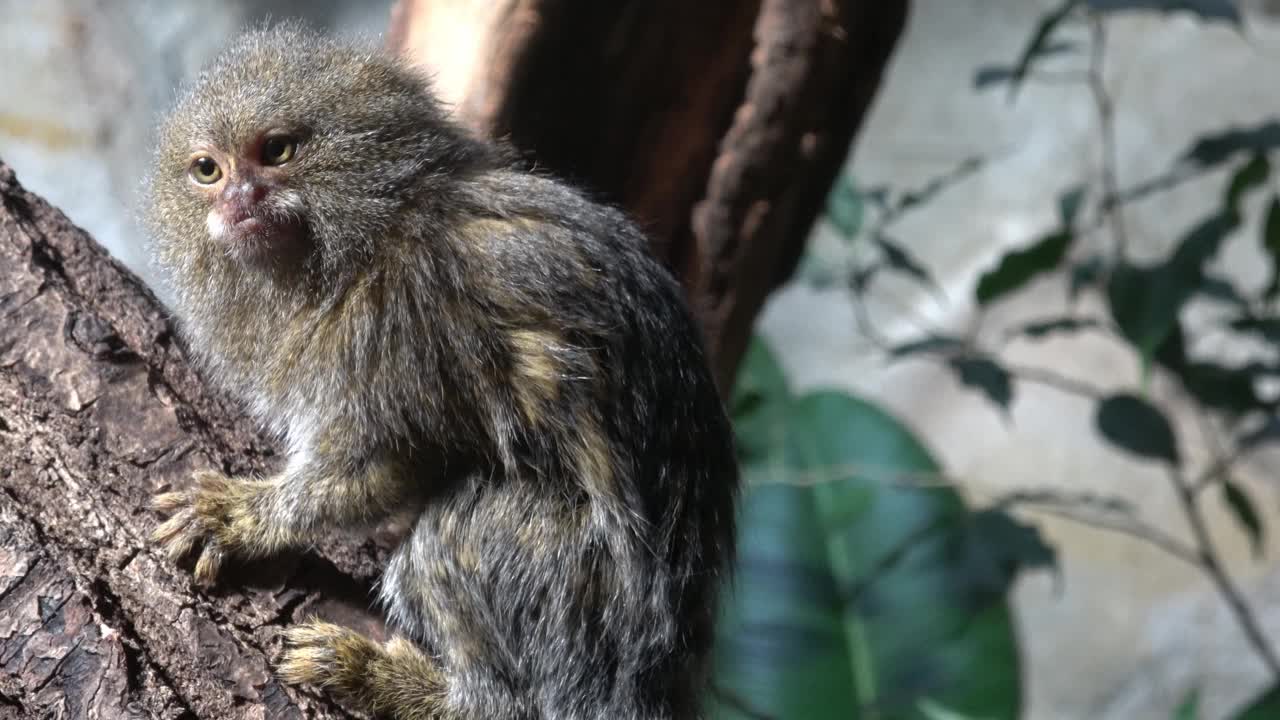 东侏儒狨猴(学名:Cebuella pygmaea niveiventris)视频下载