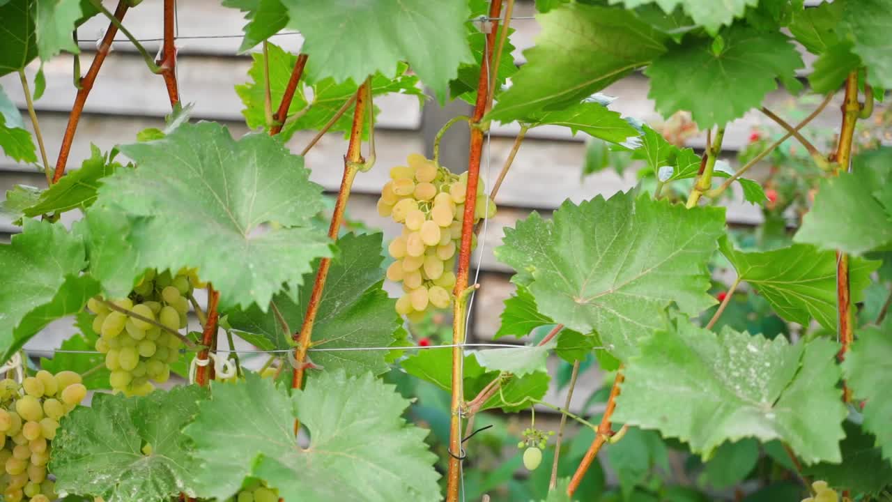 流畅的镜头运动沿着葡萄园生长的黄色葡萄视频素材