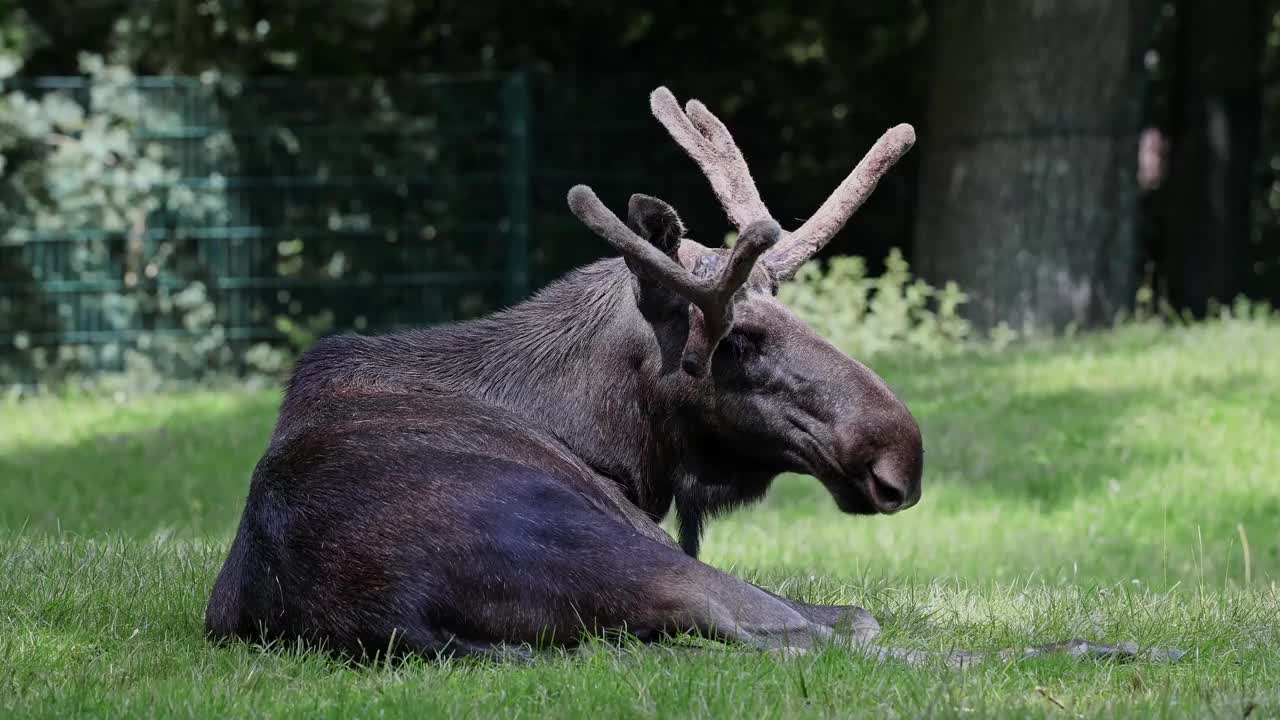 驼鹿或麋鹿，Alces Alces是鹿科中现存最大的物种。视频下载