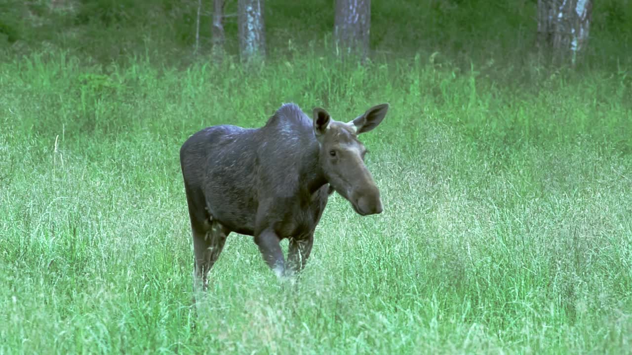 春天里，麋鹿在绿色的森林草地上散步。成年雌性麋鹿。欧洲自然。纪录片镜头。4K ProRes纪录片。视频下载