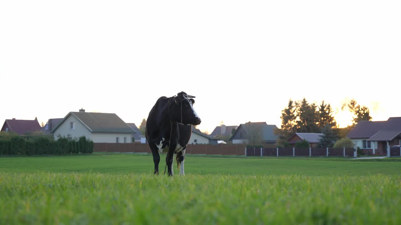 快乐的奶牛生活在外面。天然牛奶产自村里的自由奶牛。日落。视频下载