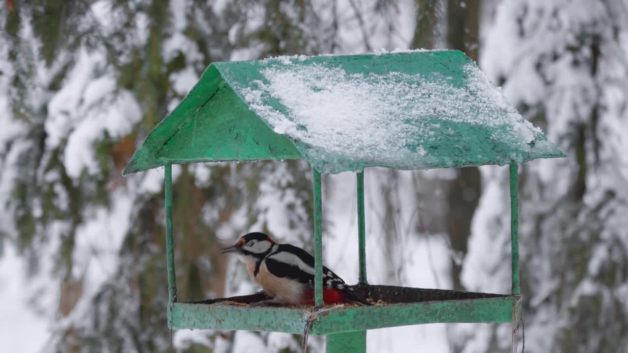冬天的啄木鸟。绒毛啄木鸟在喂鸟器吃东西。冬天的鸟儿。视频下载