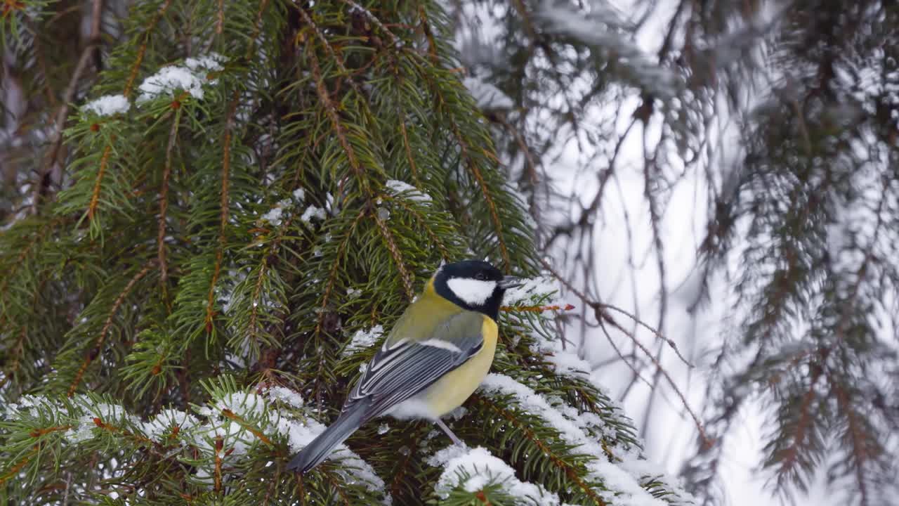 冬天的鸟山雀。大山雀。冬天的白雪皑皑的森林。视频下载