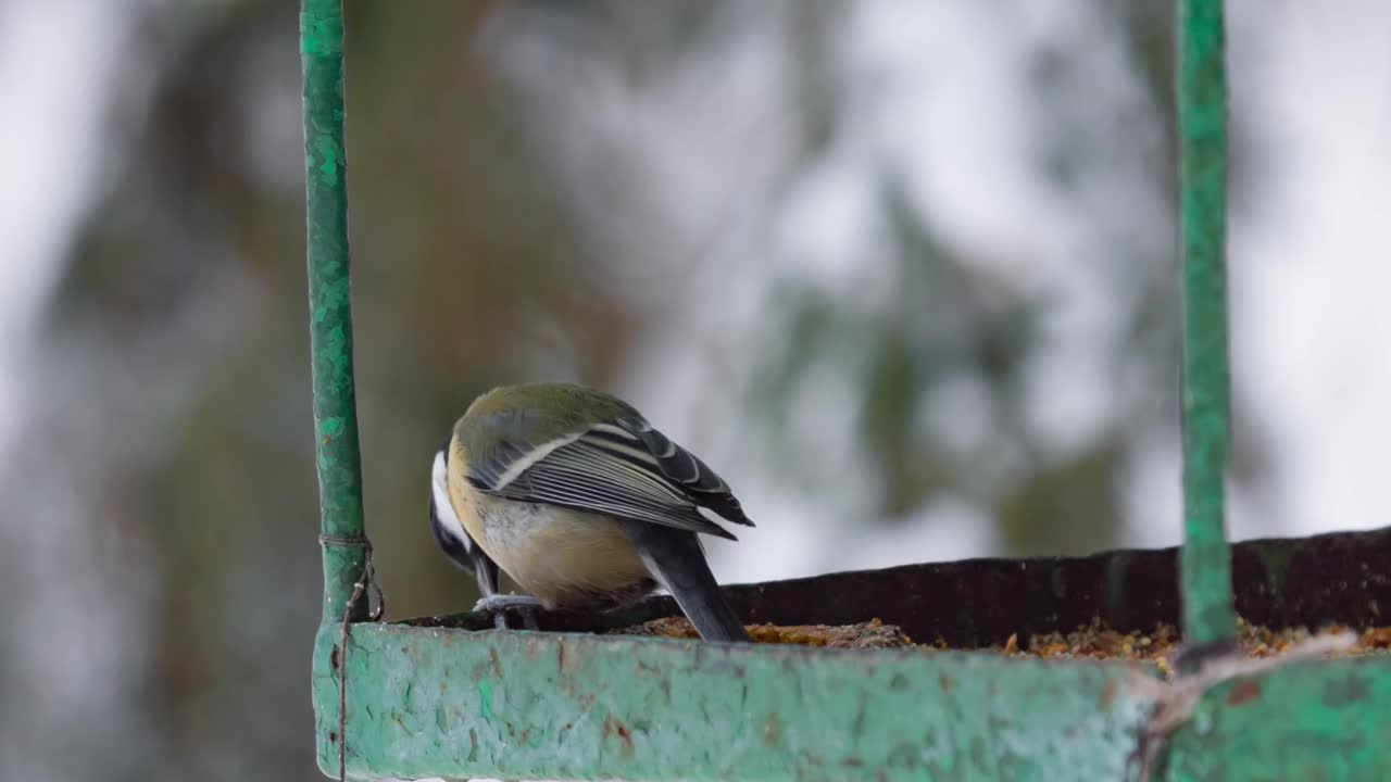 大山雀。森林里的鸟，山雀在冬天吃食，在鸟食器里啄食种子。视频下载