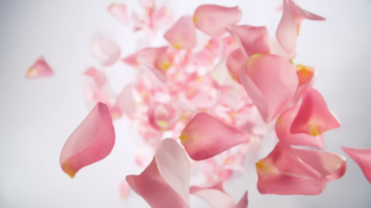 白色背景下粉红玫瑰花瓣的超级慢动作。视频下载