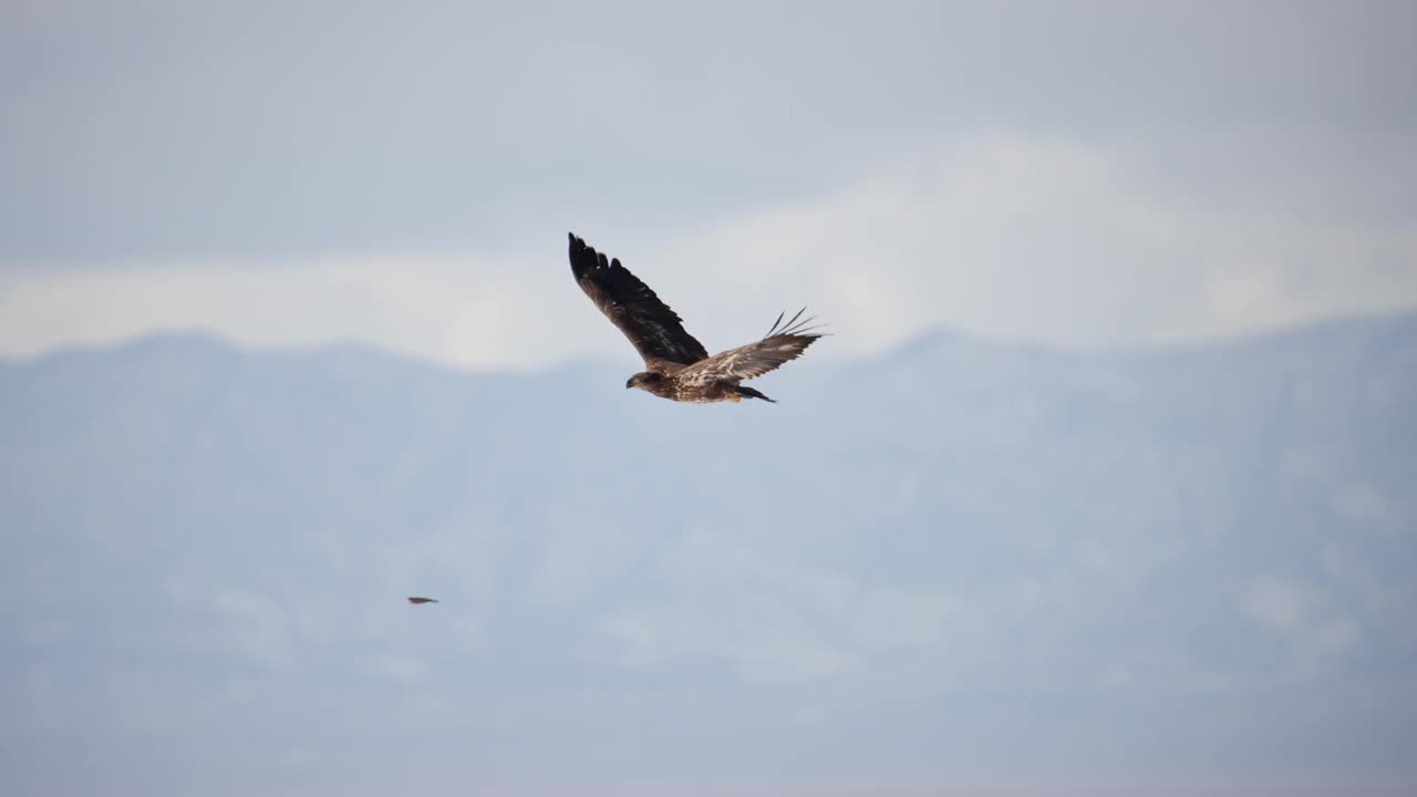 幼秃鹰在冬天迁徙时飞过天空视频下载
