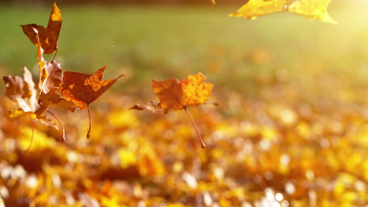秋天枫叶飘落的超级慢动作。视频下载