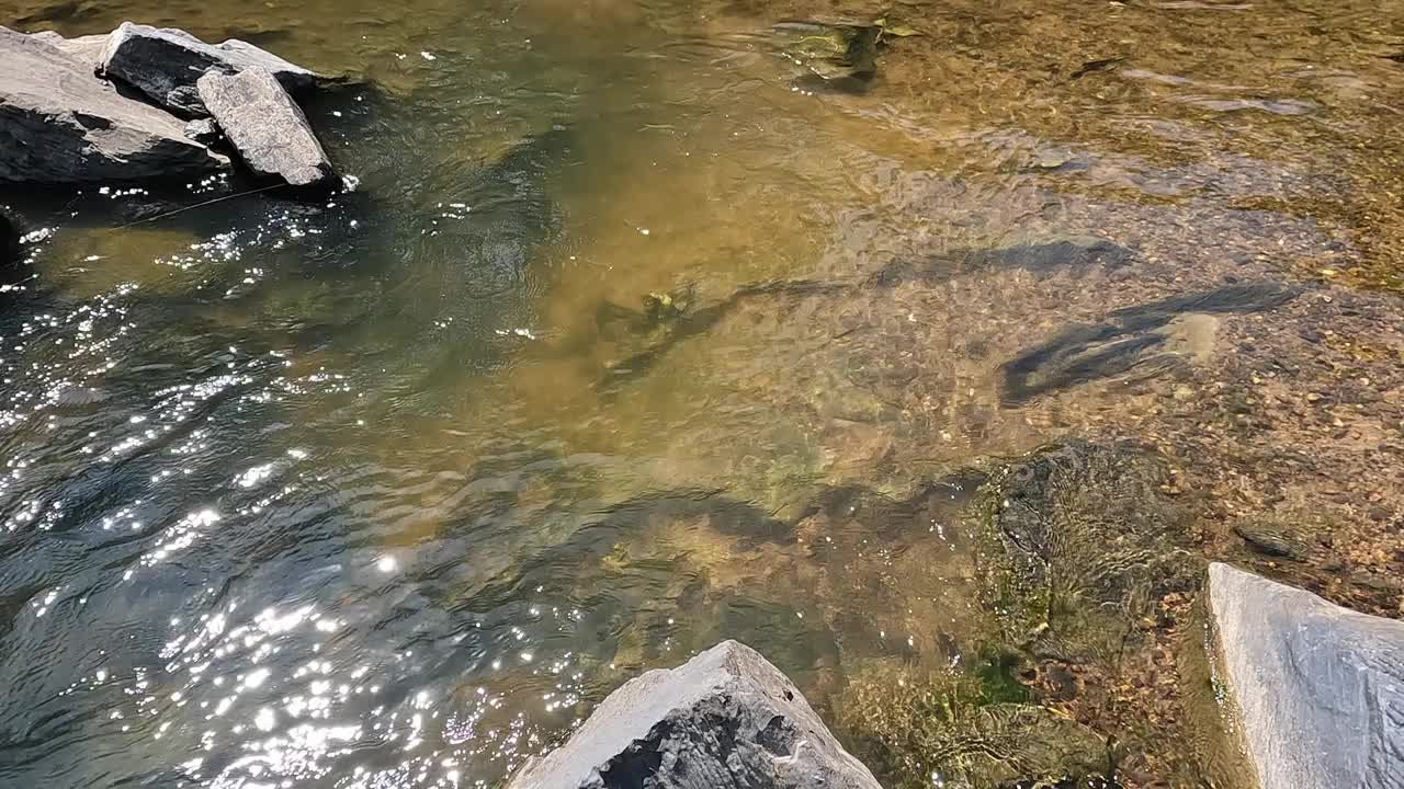 水从岩石中流过视频下载
