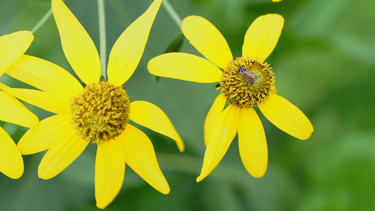 花和花粉的特写照片视频下载