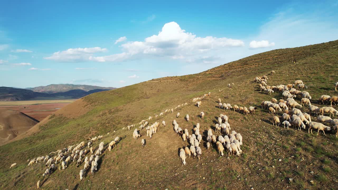 一群羊沿着山坡散步。视频素材