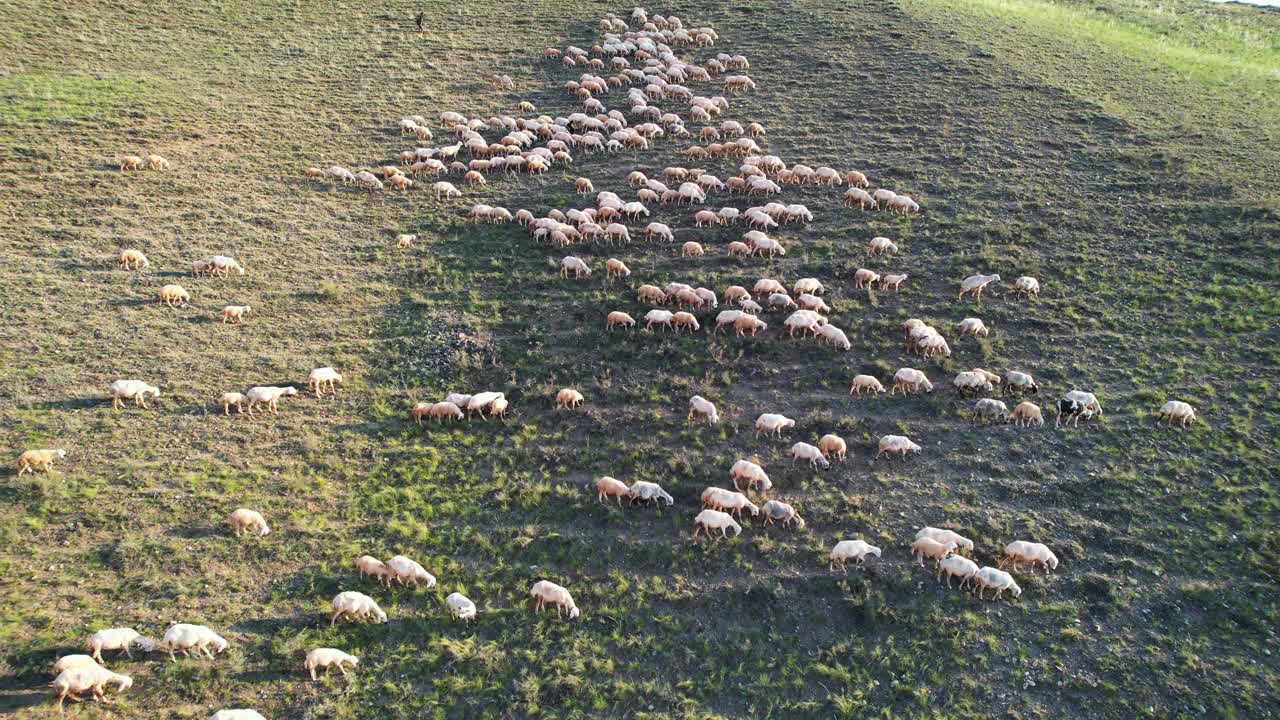 一群羊在山上吃草。牧羊人放羊鸟瞰图。视频素材