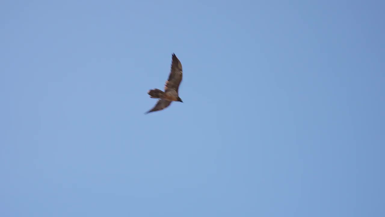 在意大利的西马丰塔纳，仰望蓝天下飞翔的鸟儿。跟踪拍摄视频下载
