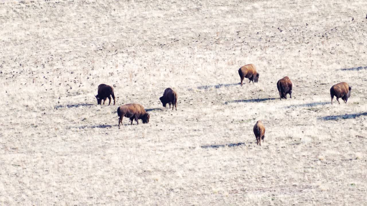 草原上的美洲野牛紧随其后的是牛郎鸟视频下载