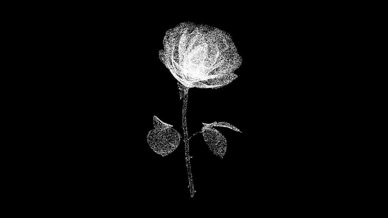3D玫瑰在黑色背景上旋转。花与春的概念。婚礼的玫瑰。商业广告背景。用于标题，文本，演示。3d动画60 FPS。视频下载
