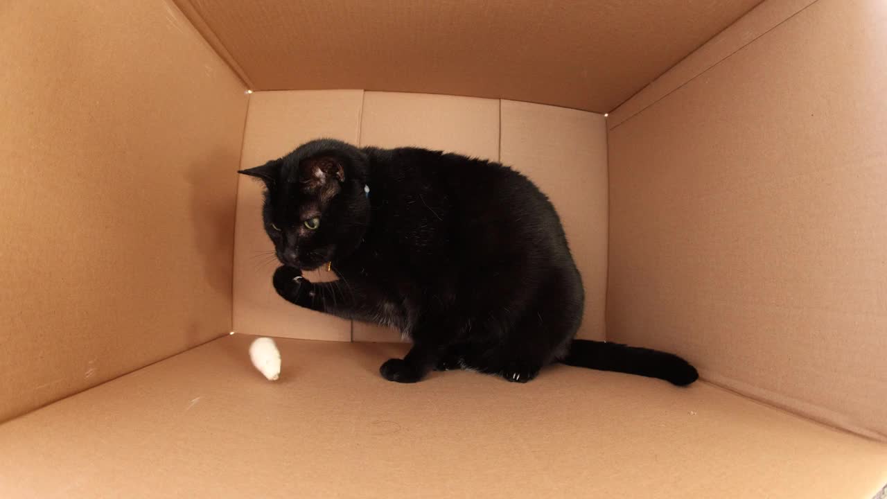 猫从纸板箱里叼着玩具老鼠视频下载