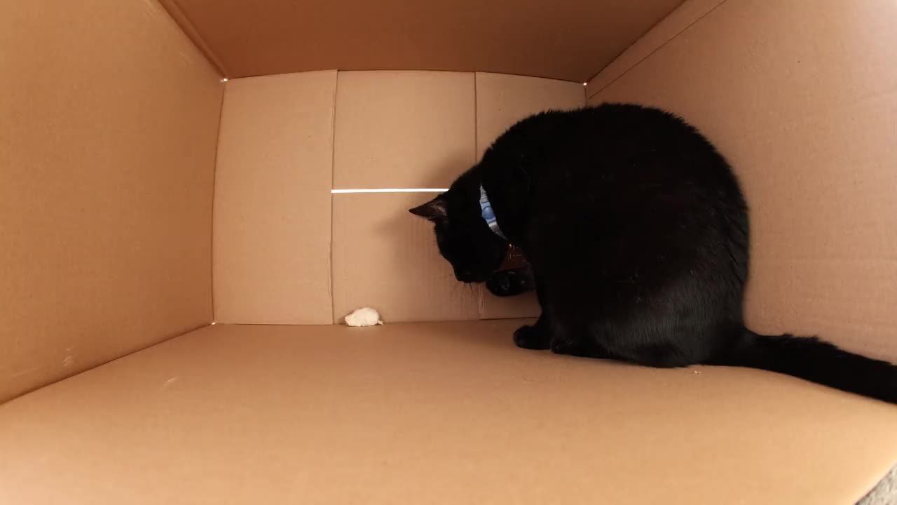 黑猫在盒子里玩玩具老鼠视频下载