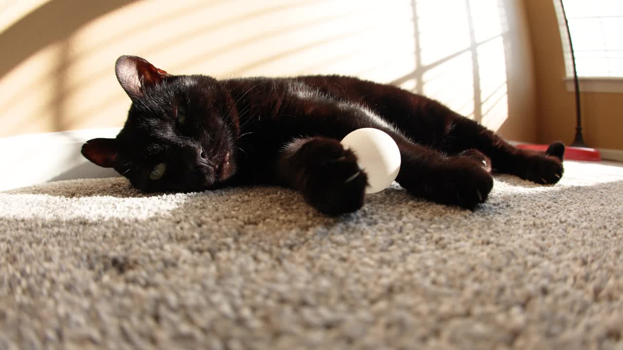 黑猫抱着乒乓球躺在地板上的特写视频下载