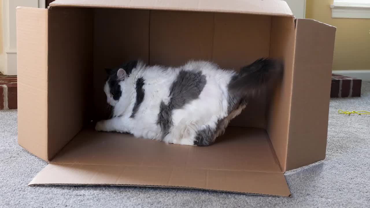 纸板箱里的毛茸茸的大猫视频下载