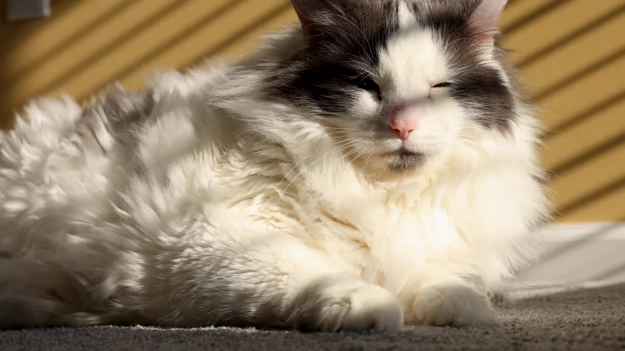放松的长毛猫享受早晨的阳光透过百叶窗视频下载