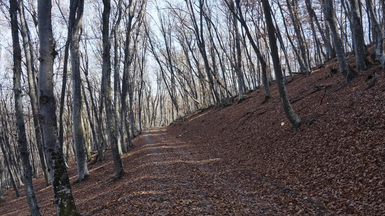 山路:在山脉斜坡上的秋天森林中覆盖着干树叶和干树根的路明亮的太阳照耀着，长长的影子投下。摄像机以跑步者的速度移动视频素材