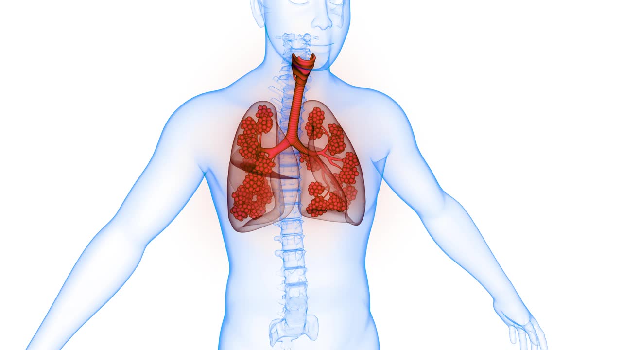 人体呼吸系统肺与肺泡解剖动画概念视频下载