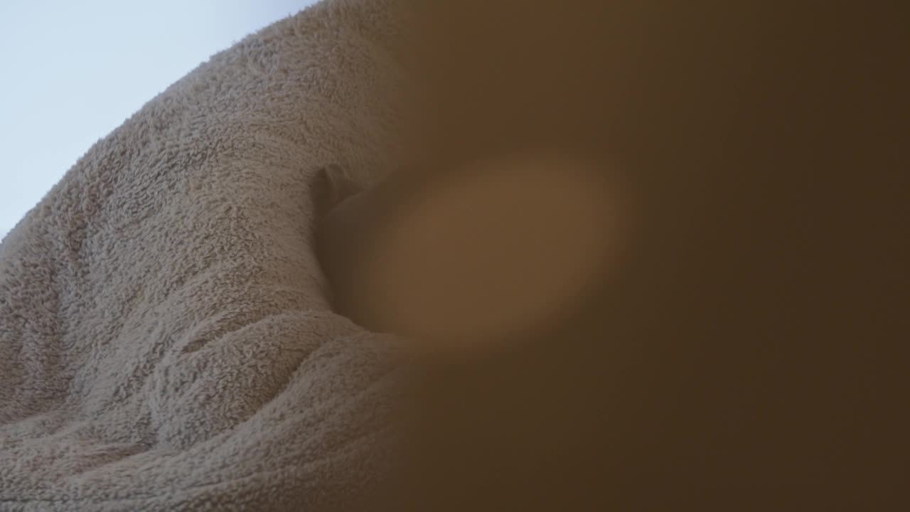 安静的棕色黑色小狗睡在舒适的床上视频下载
