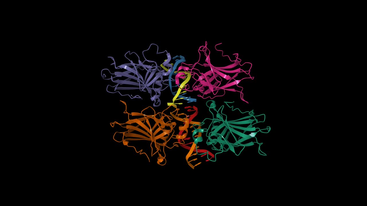 p73与12bp DNA结合域复合物的结构视频下载