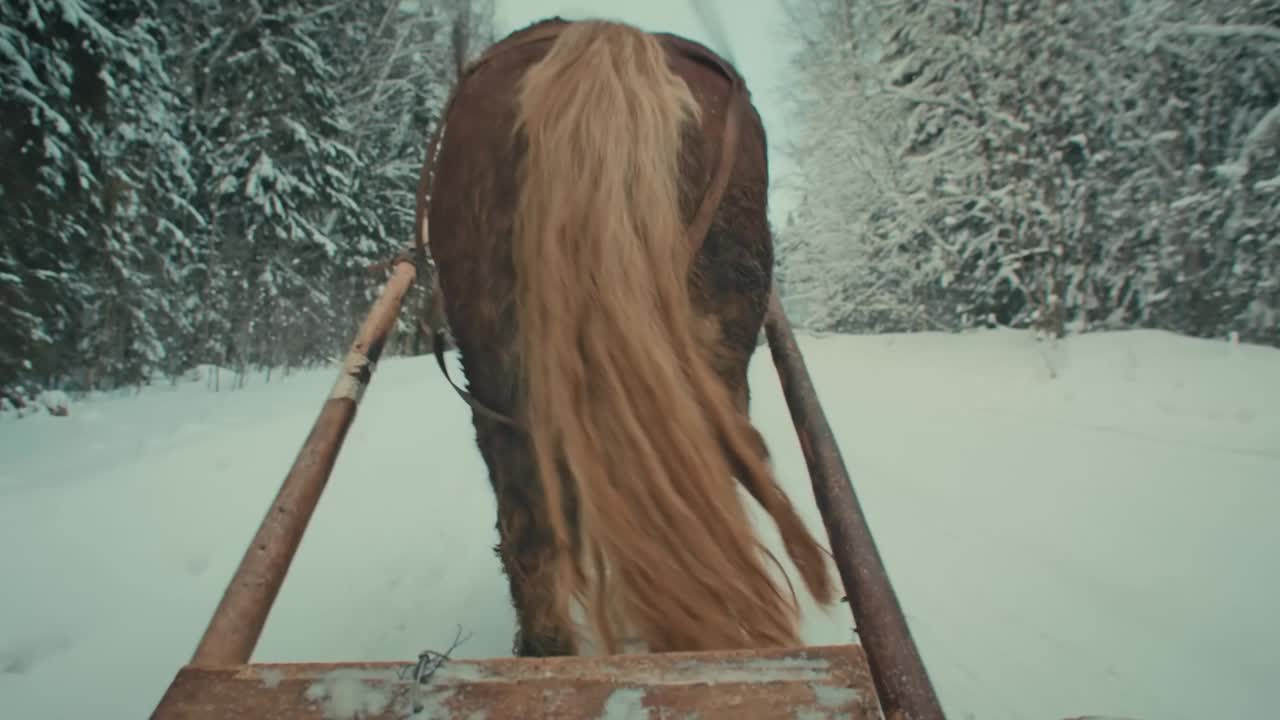 冬天的马。拉车的马。马拉雪橇。视频下载