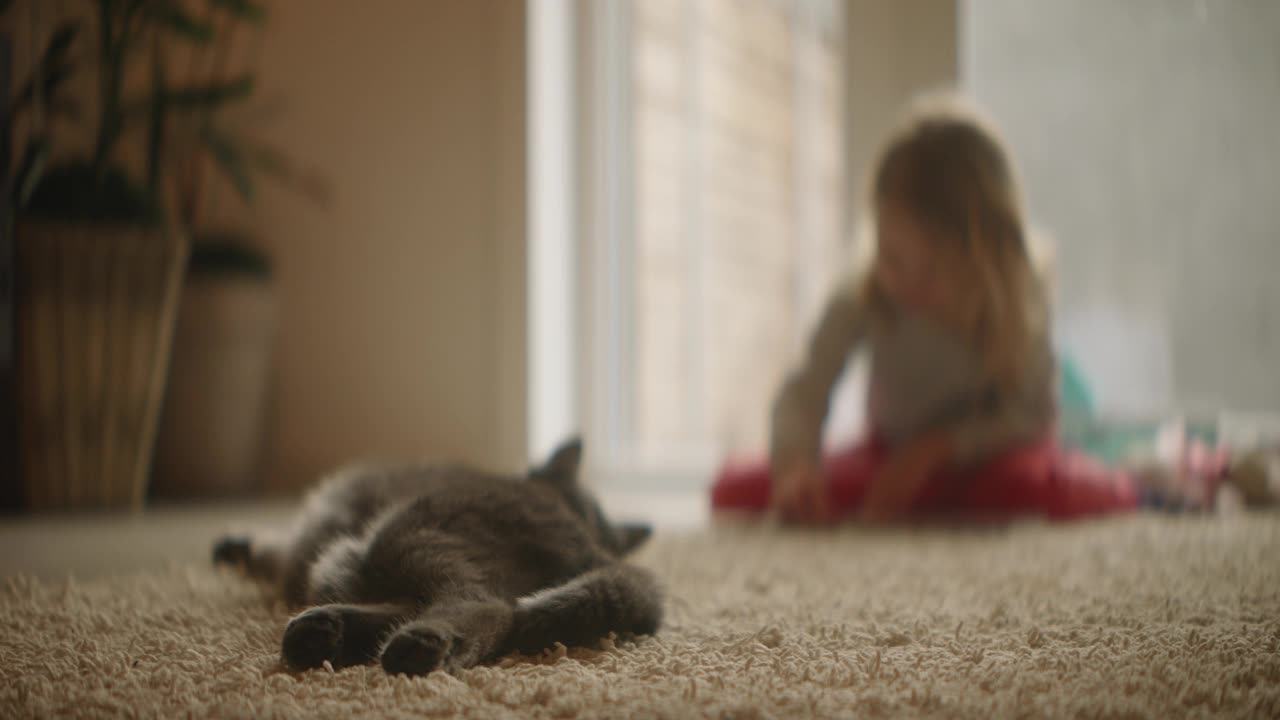 小女孩在后台忙碌地玩耍，家里的宠物猫悠闲地躺在地毯上视频下载