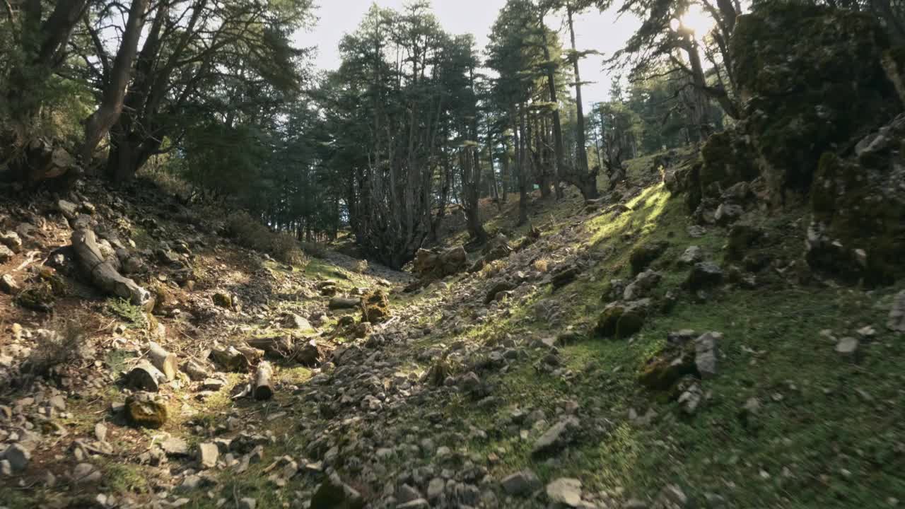 FPV无人机鸟瞰图，森林山景。视频下载